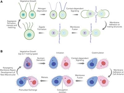 HAP2-Mediated Gamete Fusion: Lessons From the World of Unicellular Eukaryotes